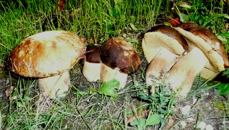 Boletus edulis??